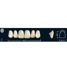 Зубы искусственные фронтальные верхние Ivocryl размер 11 цвет 420 ( 6 шт ) Ivoclar